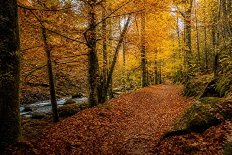 Bosque otoñal: rutas y paisajes para disfrutar del otoño en España y México
