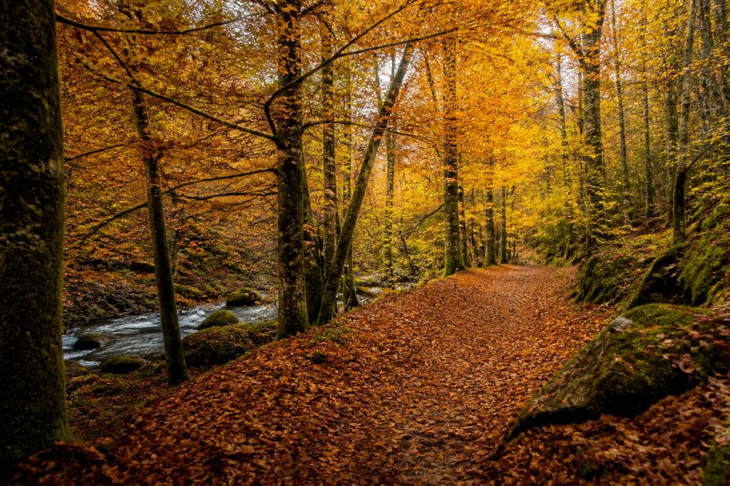 Bosque otoñal: rutas y paisajes para disfrutar del otoño en España y México